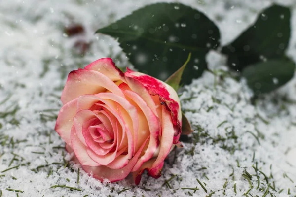 垃圾分类宣传创意口号 生活垃圾分类宣传标语大全