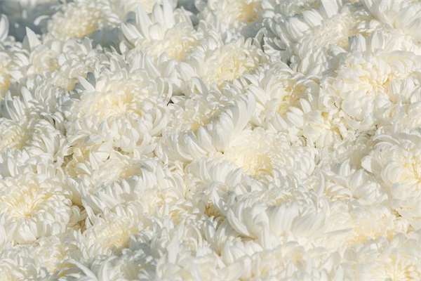 村镇文化宣传口号91句