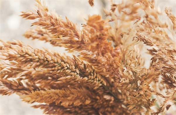 2026表达元旦快乐的祝福语说说