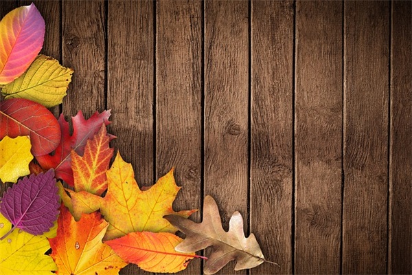 宠物宣传口号90句