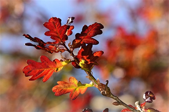 关于11月的优美祝福语录