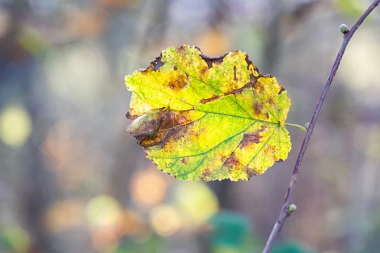 元旦祝福语朋友圈大全2026
