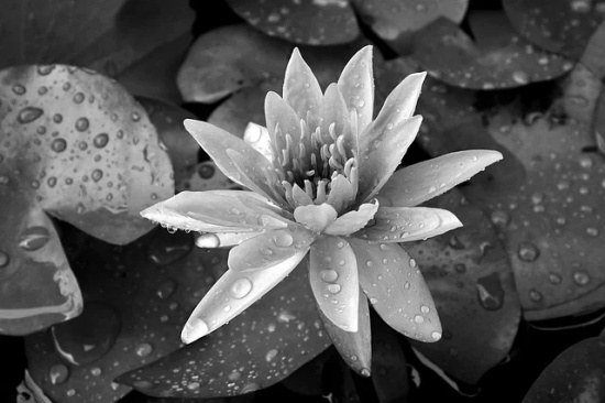 2025决战双十一励志口号标语