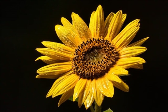 有关初三冲刺口号霸气押韵 年会口号霸气押韵