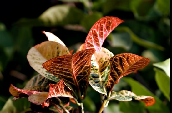 学校迎新生标语 学校正门迎新生标语