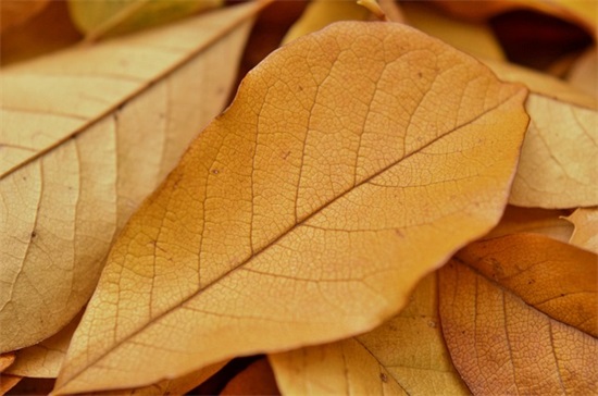 凄美伤感的文艺古风句子素材