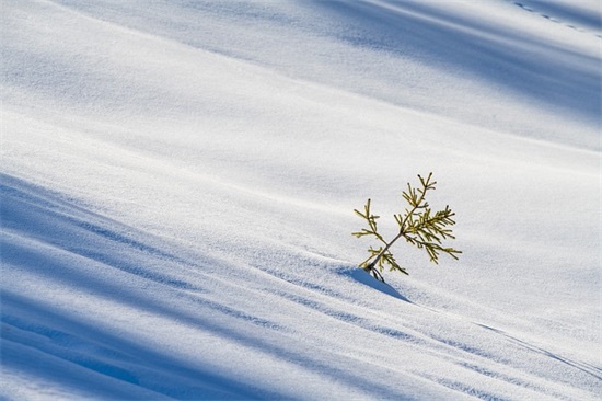 感恩受到伤害使人坚强的句子