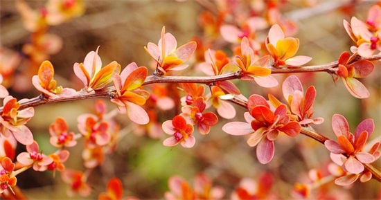 结婚祝福语创意短句 结婚祝福语创意幽默