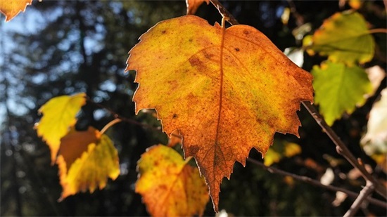 有关感情的伤心句子