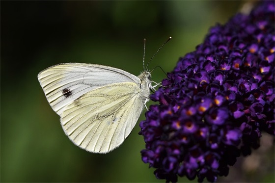 2026年形容计划被打乱的句子