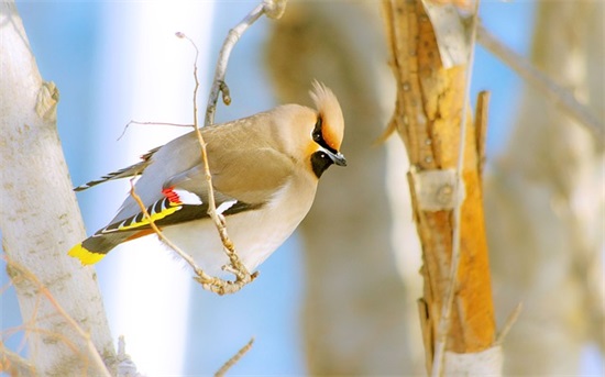 中午的问候语及祝福 中午好问候及祝福语