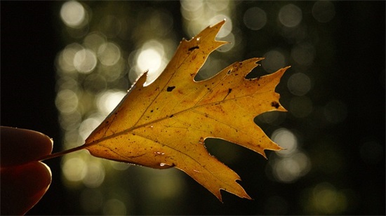 2026关于植树节的口号最新大全(植树节的口号六字)