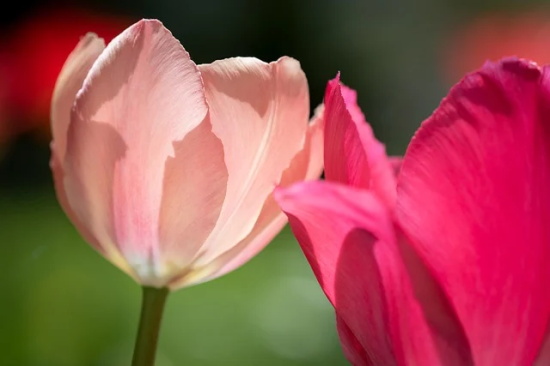 比赛的口号 幼儿园比赛的口号
