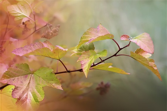 运动会口号幼儿园小四班