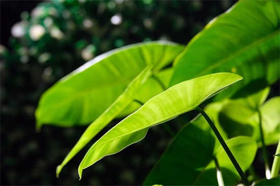 提醒自己坚强的句子