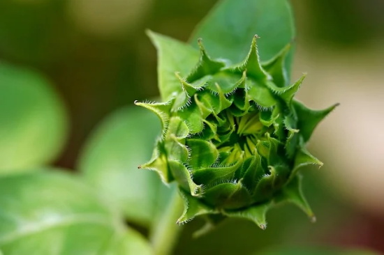 关于姐妹情深的句子搞笑 关于姐妹情深的句子