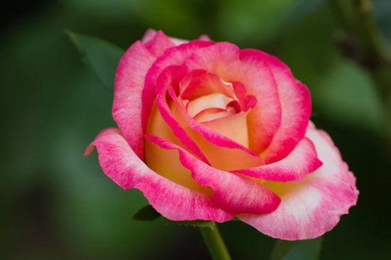 春季运动会幼儿园口号48句