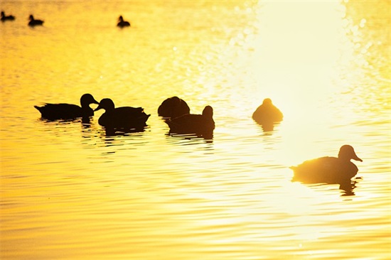 普通话宣传标语牌 普通话推广标语口号大全