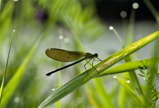 圣诞节祝福语英语