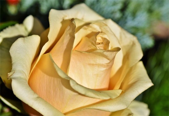 生日快乐祝福语简短的