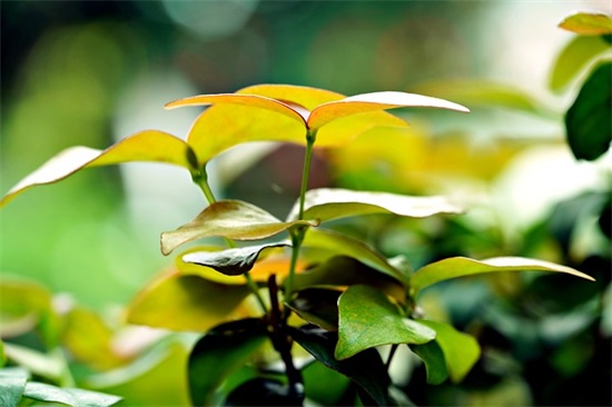 朋友乔迁祝福语怎么说 朋友乔迁之喜怎么说