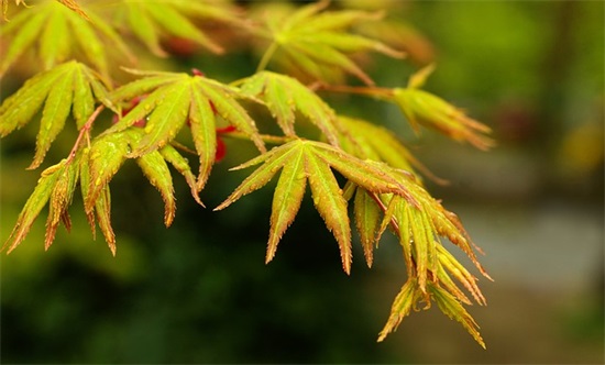 55岁父亲生日祝福语简短独特