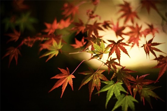 团队简短有气势的口号