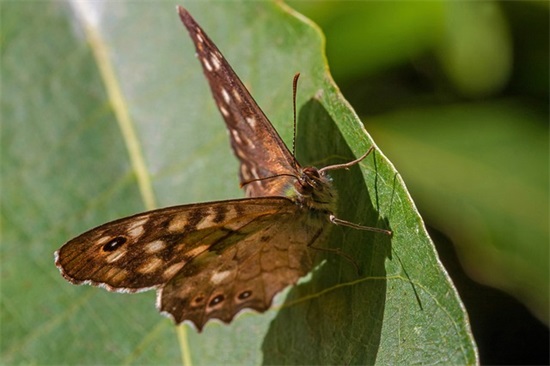 冬季森林防火宣传横幅标语2026年