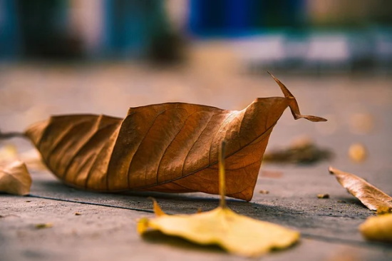 赵本山的经典名言语录